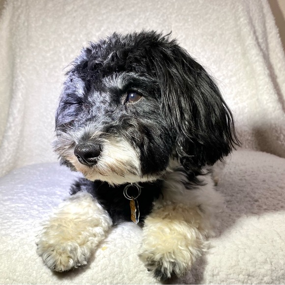 POSH_SALAD IS LIVE NOW! Come join the fun! - Picture 6 of 9